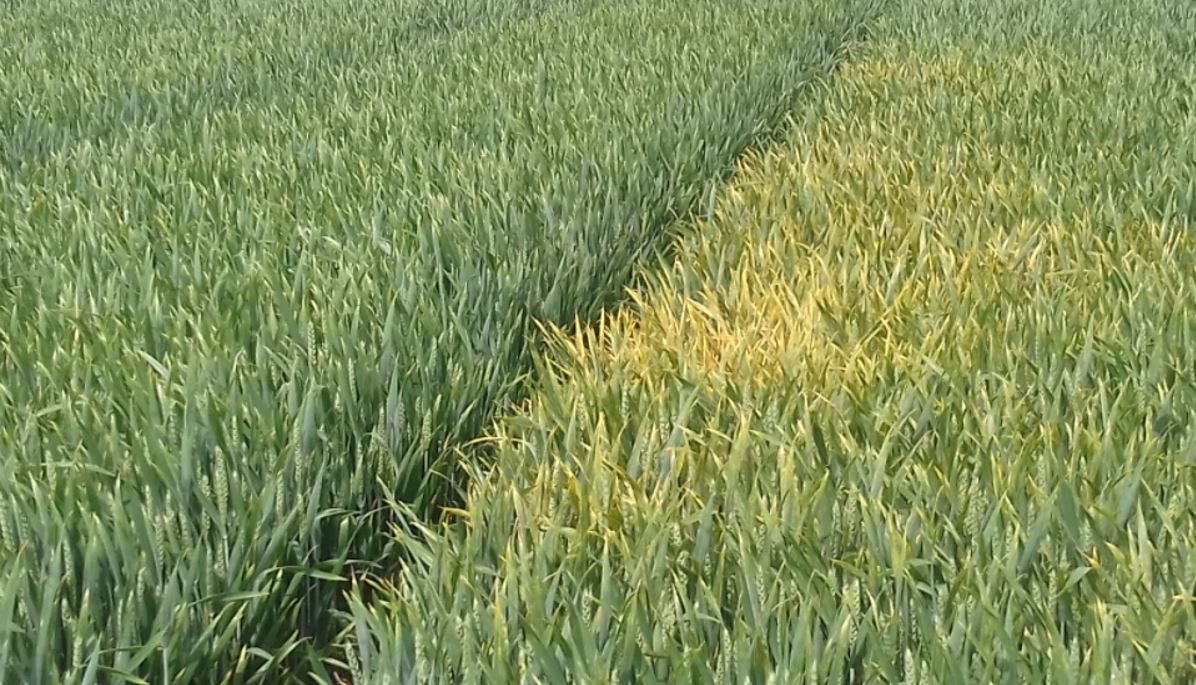 Wheat trial plots showing yellow rust resistance and susceptibility